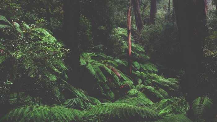 Dense jungle with ferns and trees