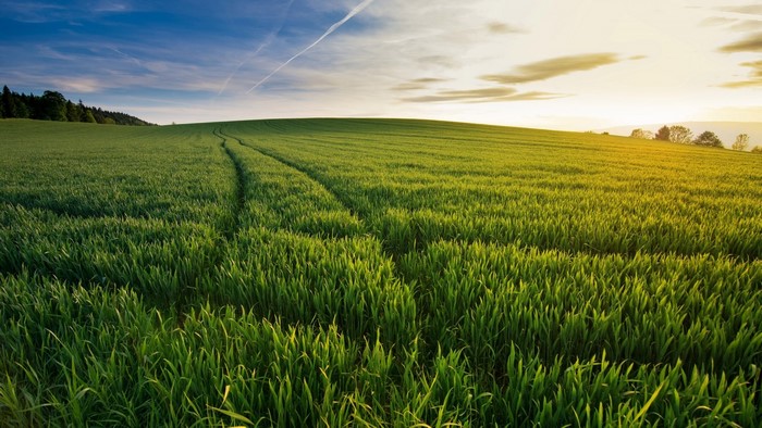 Green field in Switzerland at sunset