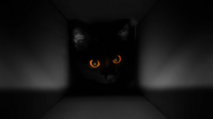 Black cat with glowing orange eyes in a dark box
