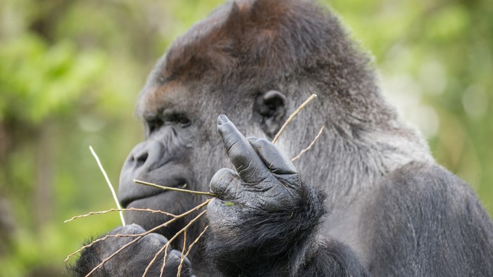 Gorilla holding branches