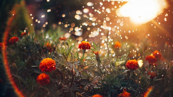 Orange Marigolds with Water Droplets in Sunlight