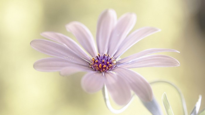 Close-up of a purple and yellow daisy flower