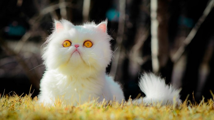 White Persian Cat with Yellow Eyes Outdoors