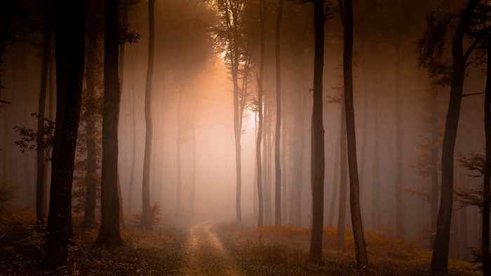 Foggy forest path with sunlight
