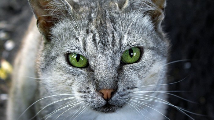 Close-up of a grey tabby cat with green eyes