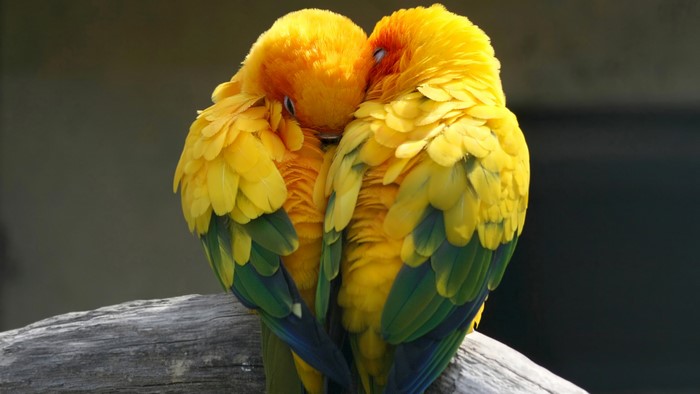 Parrots