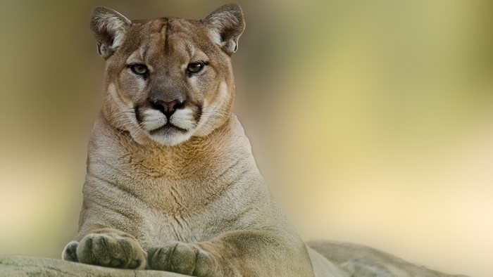 Puma