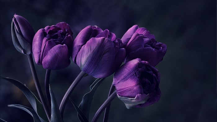 Purple tulips with dark background