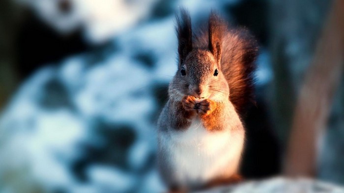 Squirrel eating in a snowy forest