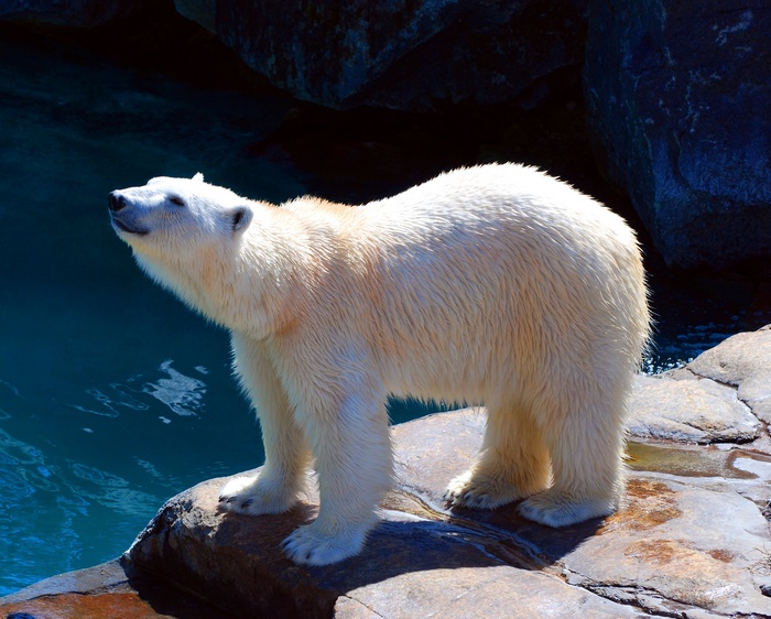 Polar bear standing on rocks by water
