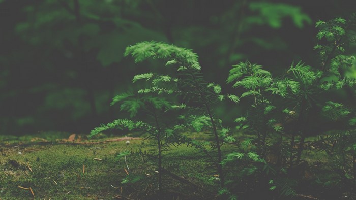 Mossy forest floor with young evergreen saplings