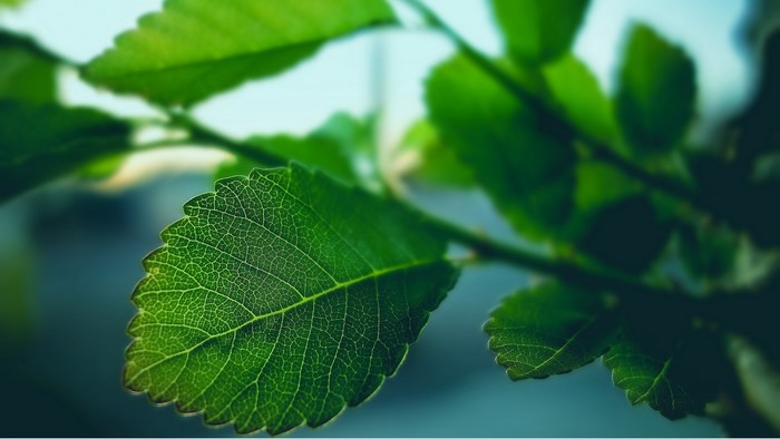 Green leaves on a branch