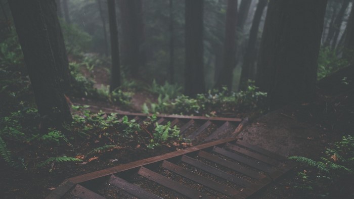 Wooden stairs in a foggy forest