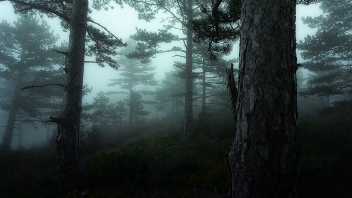 Misty Pine Forest