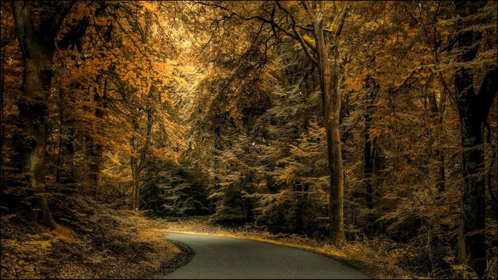 Road through an autumn forest