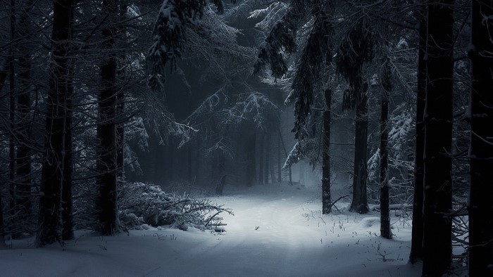 Snowy forest path