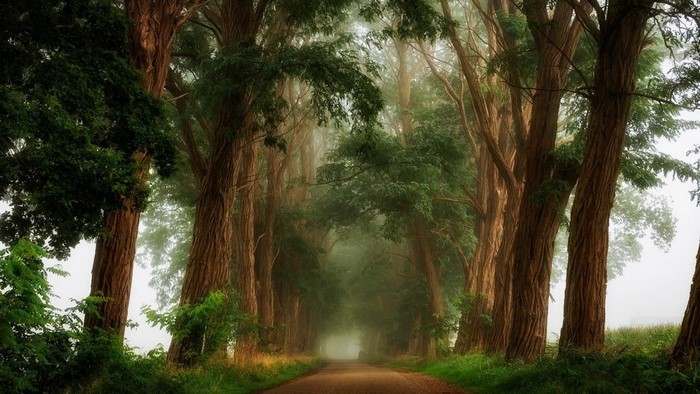 A dirt road lined with tall trees and fog