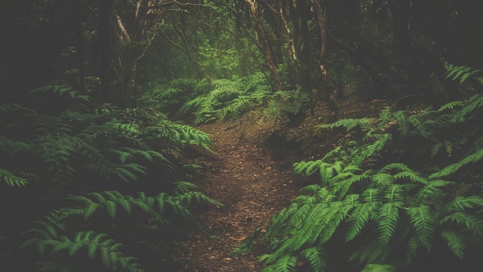 Path through a fern-filled forest