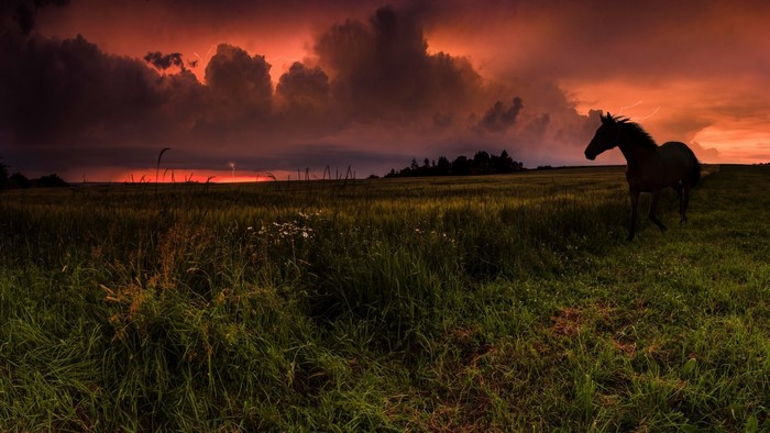 Horse in a field during a thunderstorm at sunset