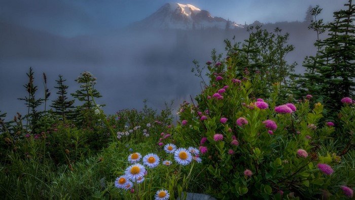 Mountain peak shrouded in mist with wildflowers in foreground