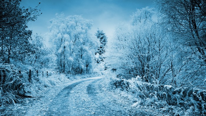 4K Winter Forest Path