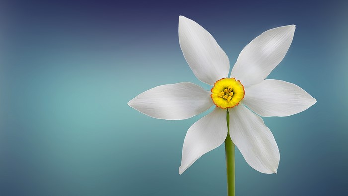 4K White and Yellow Daffodil Flower
