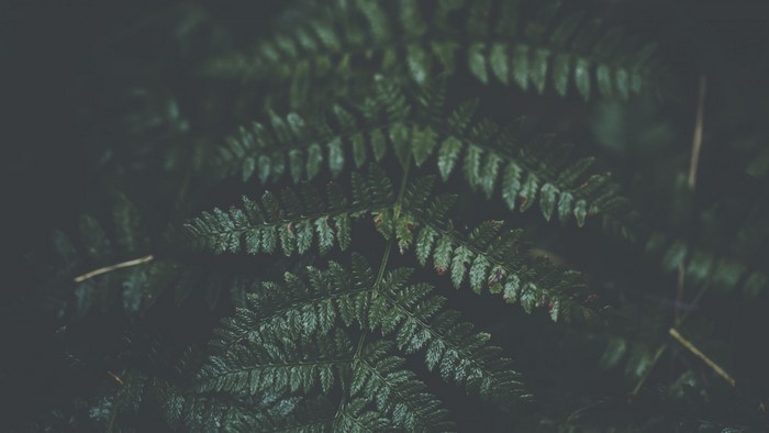 Close-up of a dark green fern