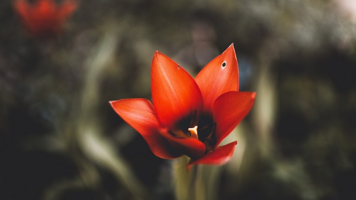 4K Red Tulip Flower