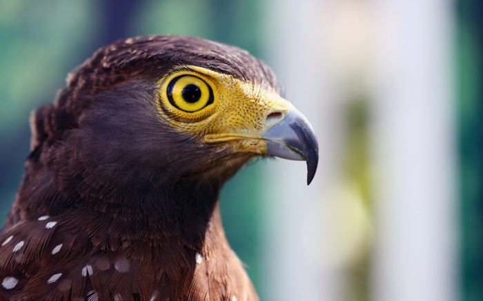 Close-up of an eagle's head and eye