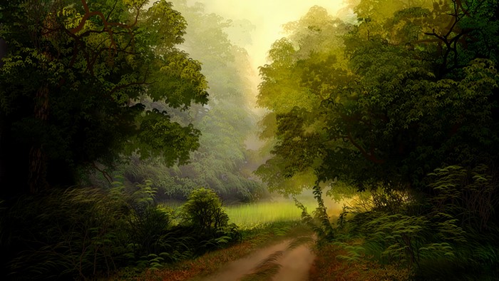 4K Morning Forest Path
