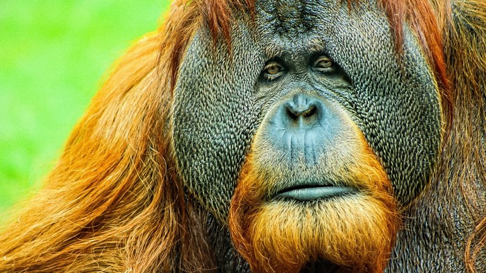 Close-up of an orangutan's face