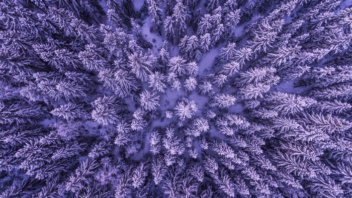 Aerial view of snow-covered pine forest