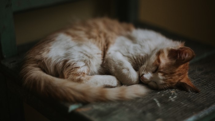 4K Orange and White Tabby Cat Sleeping
