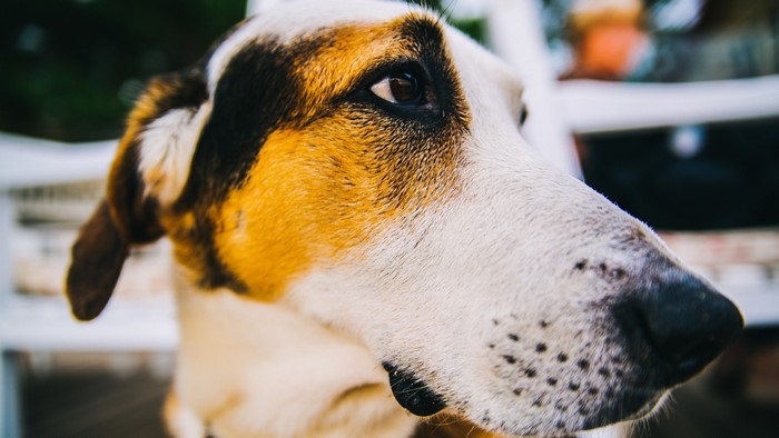 Close-up of a short-coated dog with tri-color markings