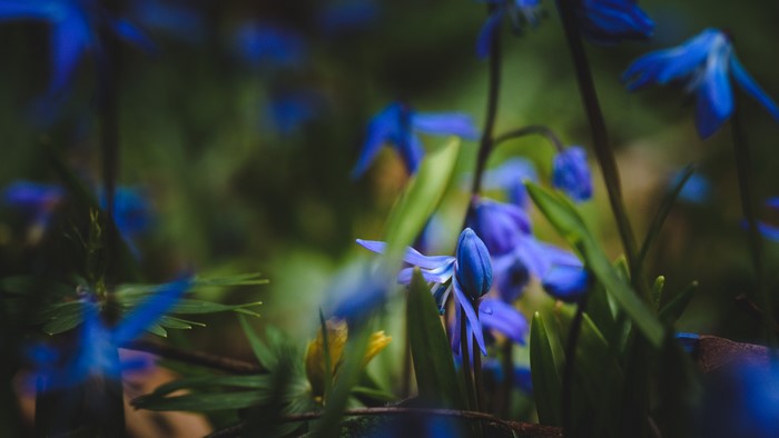 4K Blue Flowers in Bloom