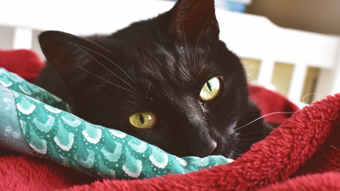 Black Cat