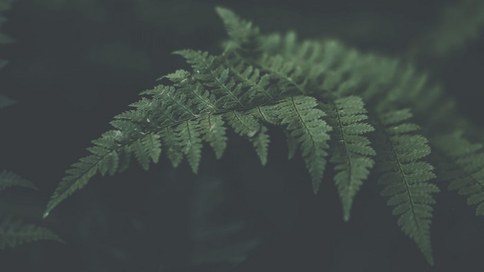 Close-up of a green fern leaf