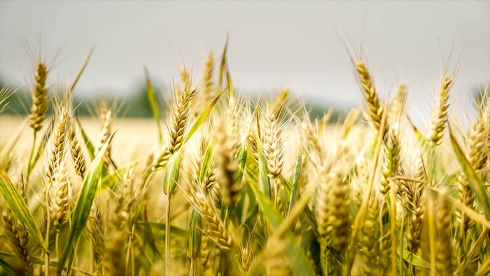 Wheat field in golden light