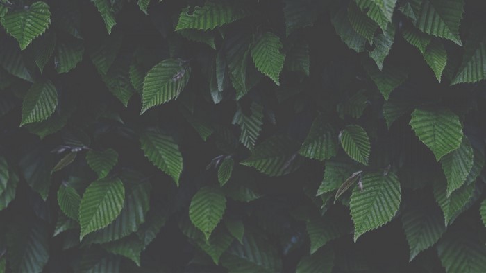 Green leaves of a hedge