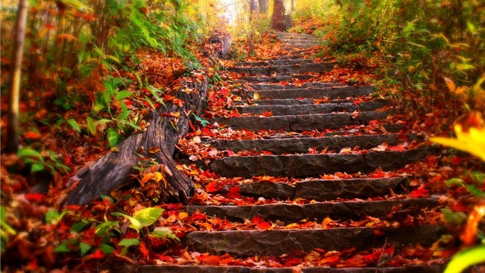 Stone steps covered in autumn leaves