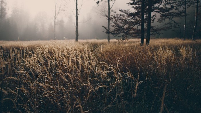 Dry grass field with trees in fog