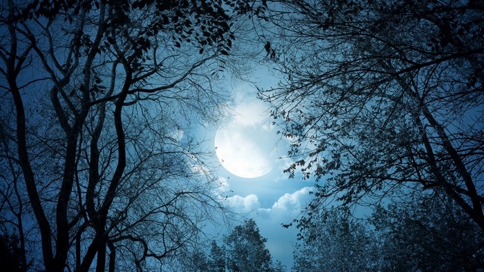 Full moon through silhouetted trees at night