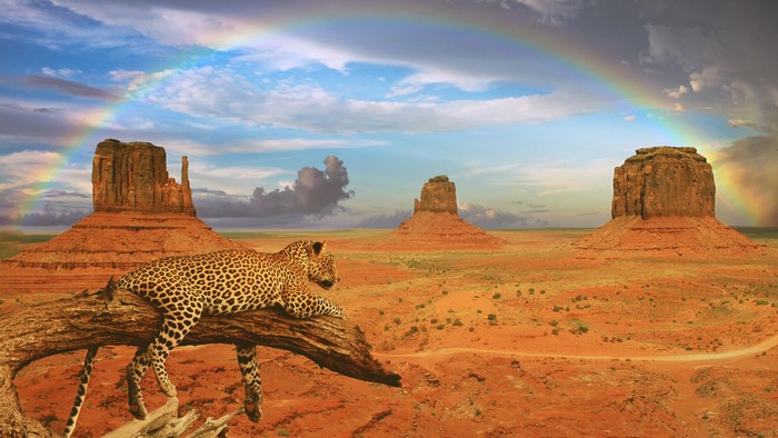 4K Leopard in Monument Valley with Rainbow