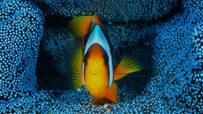Clownfish in blue anemone