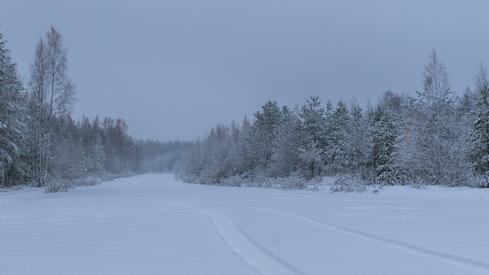4K Winter Forest with Snow
