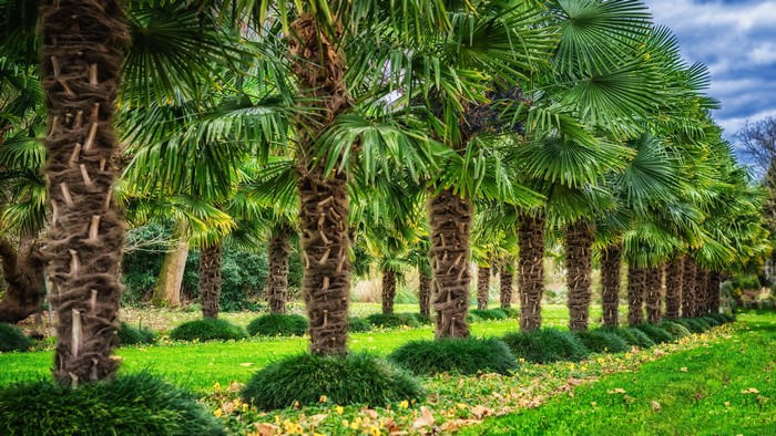 4K Palm trees in a row