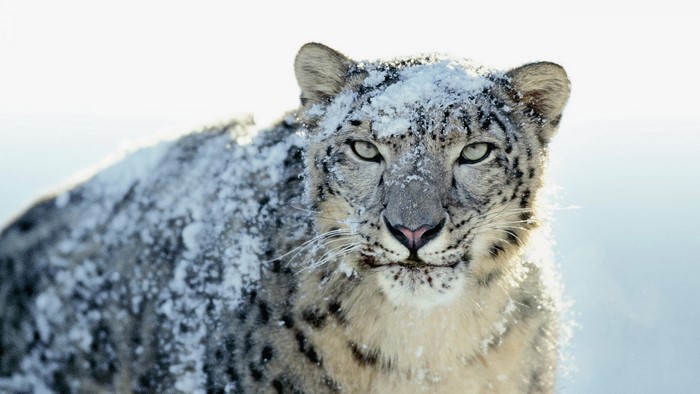 Snow leopard covered in snow