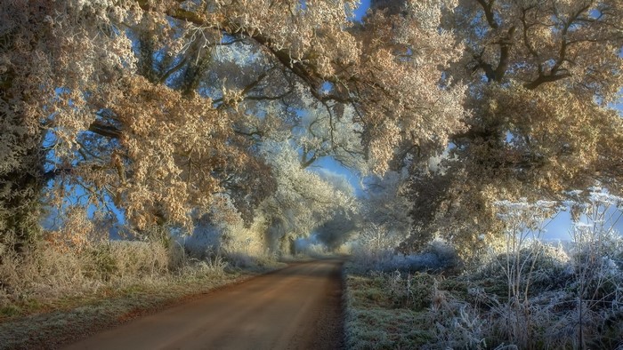 Frosty trees line a winter road