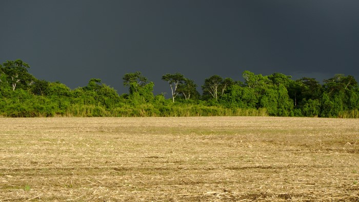 4K Field with Forest and Stormy Sky
