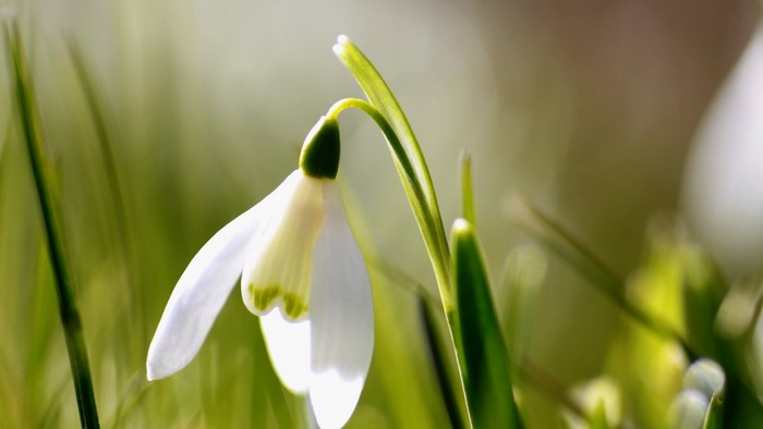 Snowdrop flower in green grass